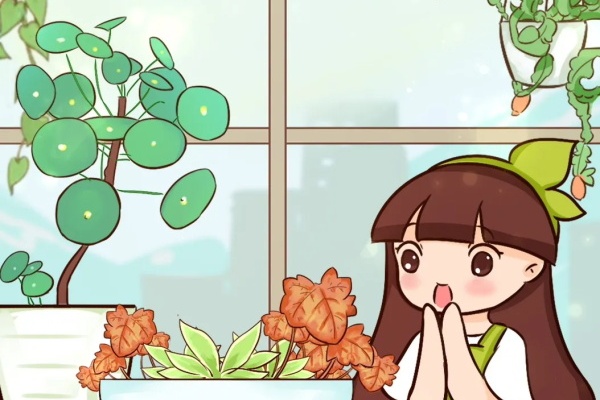 别养绿萝了,20种耐阴花,随便一盆惊艳全场! 别养绿萝了,20种耐阴花,随便一盆惊艳全场!