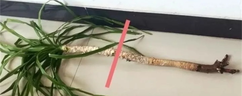 龙血树怎么分成多头,几月份砍头 龙血树怎么分成多头,几月份砍头