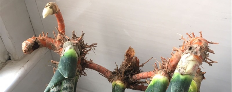 虎皮兰的根烂了怎么办,怎么预防烂根 虎皮兰的根烂了怎么办,怎么预防烂根