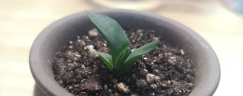 卧牛多肉怎么养,用什么土种植 卧牛多肉怎么养,用什么土种植