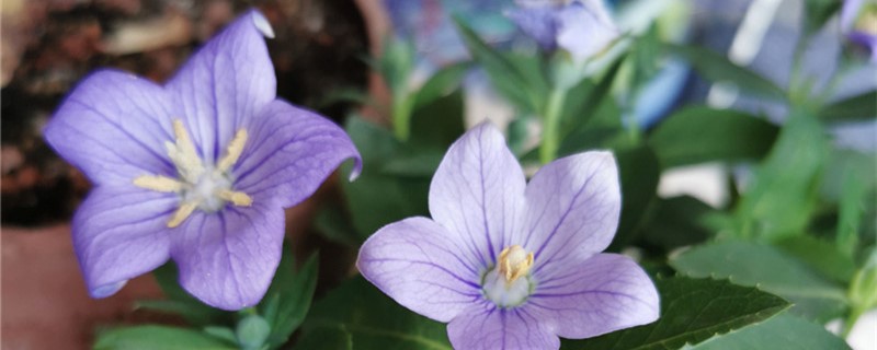 桔梗花的种植方法,什么时候种植 桔梗花的种植方法,什么时候种植