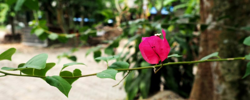 三角梅开花能浇水吗,开花后怎样养护 三角梅开花能浇水吗,开花后怎样养护