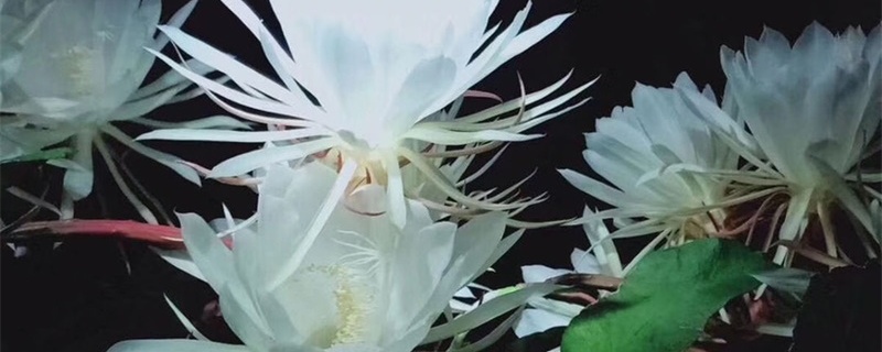 昙花叶子跟烧焦了一样怎么办,叶子焦枯怎么回事 昙花叶子跟烧焦了一样怎么办,叶子焦枯怎么回事