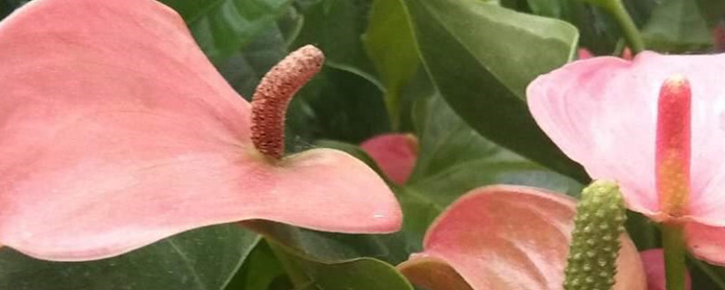 红掌用浅盆还是深盆好,怎么栽种 红掌用浅盆还是深盆好,怎么栽种