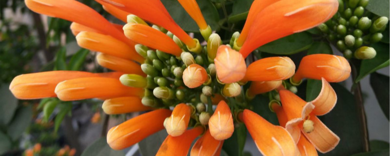炮仗花怎么种,什么时候种 炮仗花怎么种,什么时候种