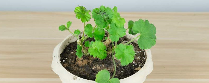 天竺葵用什么土种植好,怎么种植 天竺葵用什么土种植好,怎么种植