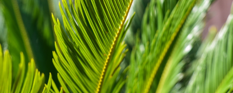 铁树种子怎样种植,什么时候种 铁树种子怎样种植,什么时候种