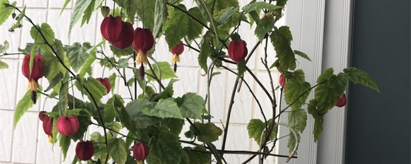 蔓性风铃花什么时候修剪,怎么修剪 蔓性风铃花什么时候修剪,怎么修剪