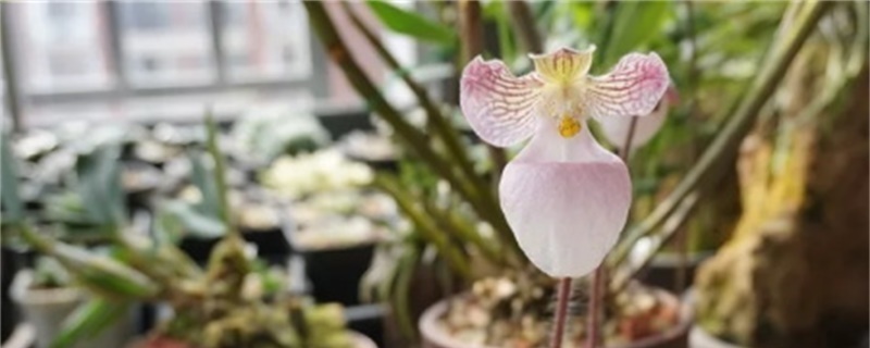 兜兰用什么植料好,种植方法 兜兰用什么植料好,种植方法