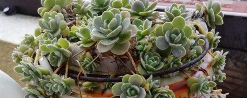子持莲华怎么养到多层,用什么盆最好 子持莲华怎么养到多层,用什么盆最好