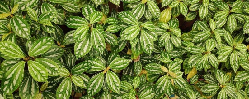 冷水花的种植方法,怎么养护 冷水花的种植方法,怎么养护