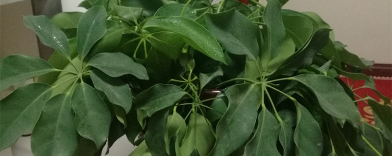 大叶伞叶子耷拉下来怎么办,叶子萎蔫的原因 大叶伞叶子耷拉下来怎么办,叶子萎蔫的原因