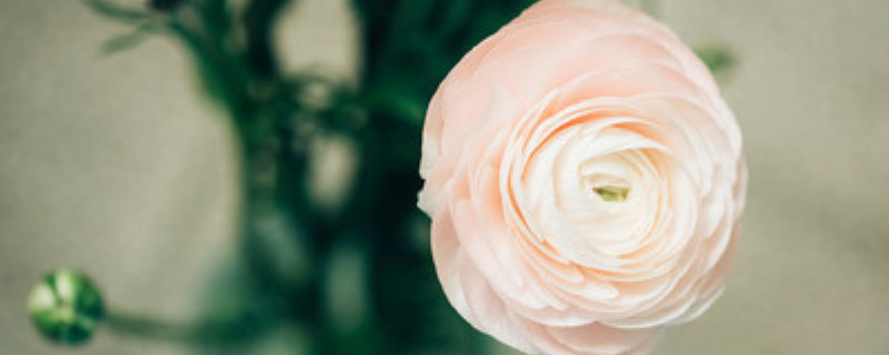花毛茛什么时间种植 花毛茛什么时间种植