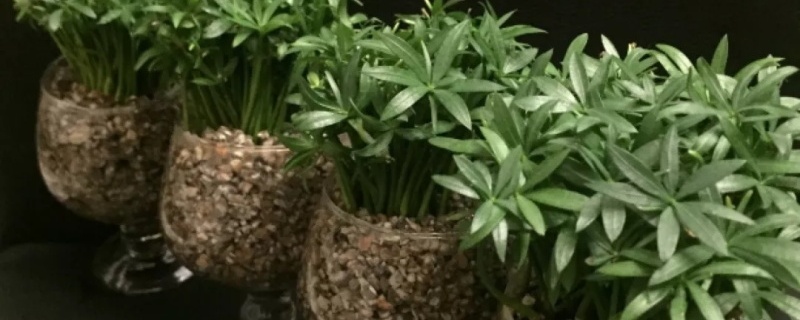 罗汉松种子什么时候播种,怎么播种 罗汉松种子什么时候播种,怎么播种