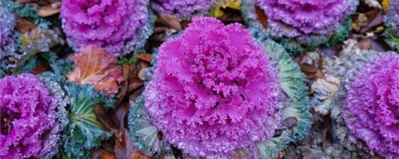 羽衣甘蓝是什么菜,和生菜的区别 羽衣甘蓝是什么菜,和生菜的区别