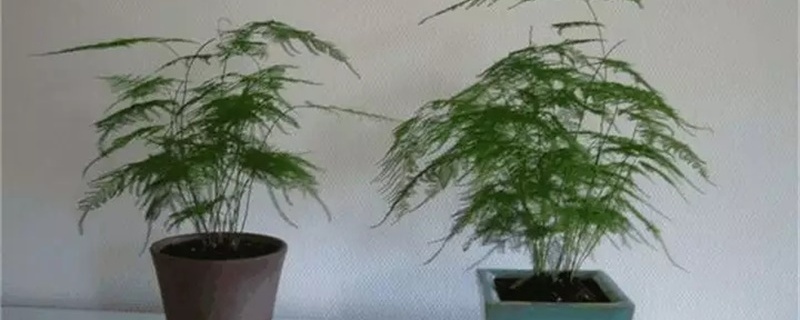 文竹盆景怎么养护,黄叶怎么办 文竹盆景怎么养护,黄叶怎么办
