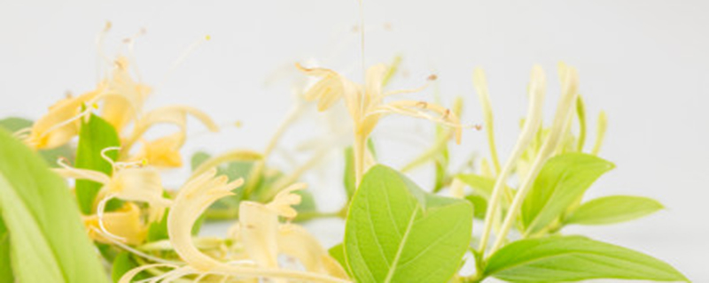 金银花用什么土种比较好 金银花用什么土种比较好