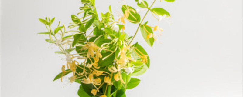 金银花开花有香味吗 金银花开花有香味吗