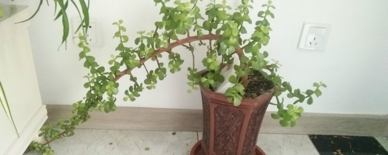 盆栽金枝玉叶开花吗 盆栽金枝玉叶开花吗