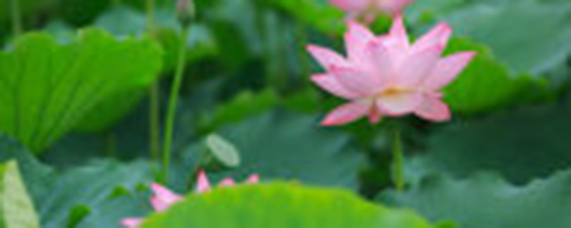 荷花开花季节是什么时候