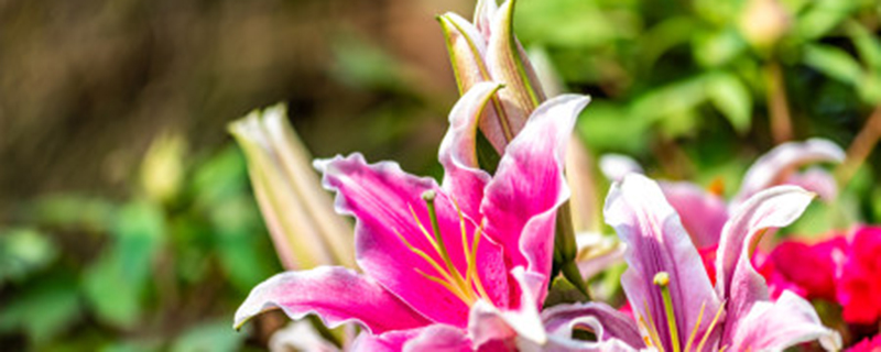 百合花用什么花肥