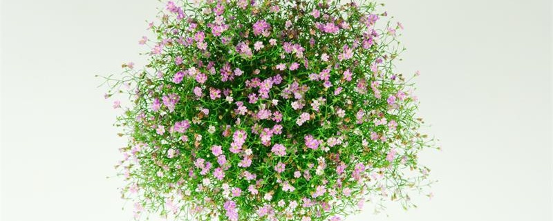 满天星用什么土种植好 满天星用什么土种植好