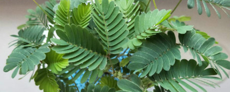 含羞草冬天能养活吗 含羞草冬天能养活吗