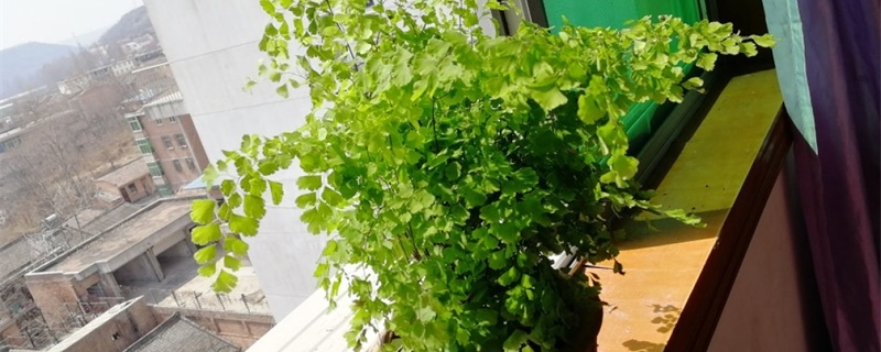 给花卉加湿的妙招,什么植物需要加湿 给花卉加湿的妙招,什么植物需要加湿