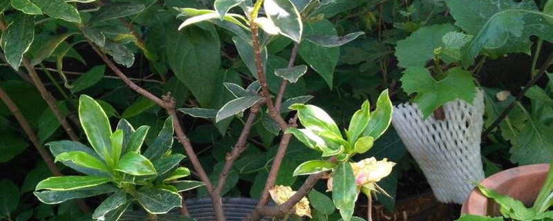 瑞香用什么土种植好,怎么栽种 瑞香用什么土种植好,怎么栽种