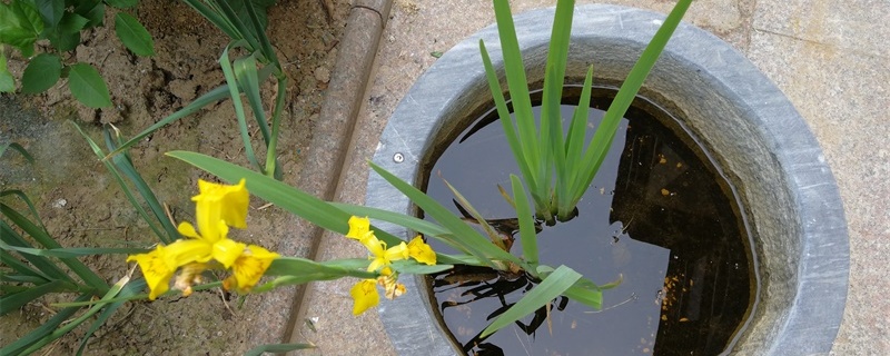 菖蒲叶子发黄怎么回事,黄叶怎么办 菖蒲叶子发黄怎么回事,黄叶怎么办
