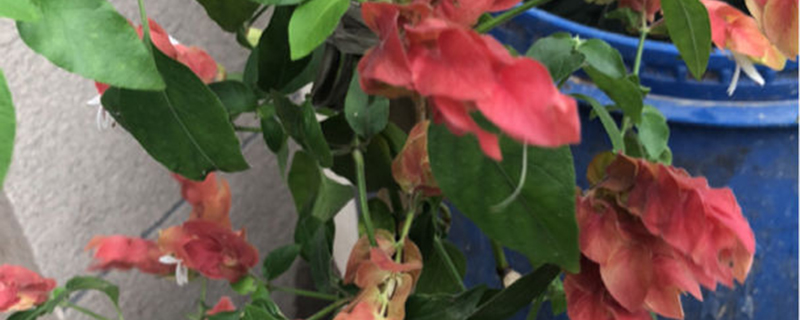 虾衣花怎么修剪 虾衣花怎么修剪