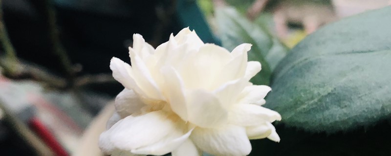 虎头茉莉什么时候开花 虎头茉莉什么时候开花