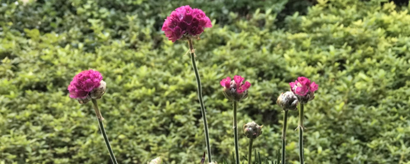 海石竹花期多长时间 海石竹花期多长时间