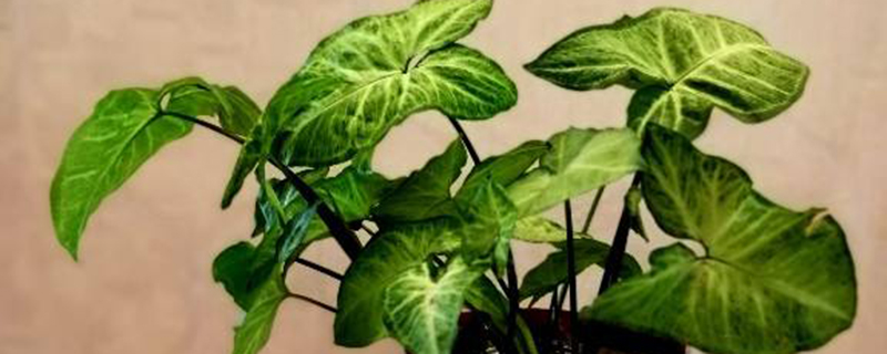 合果芋开花吗 合果芋开花吗
