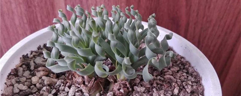弹簧草什么时候休眠 弹簧草什么时候休眠
