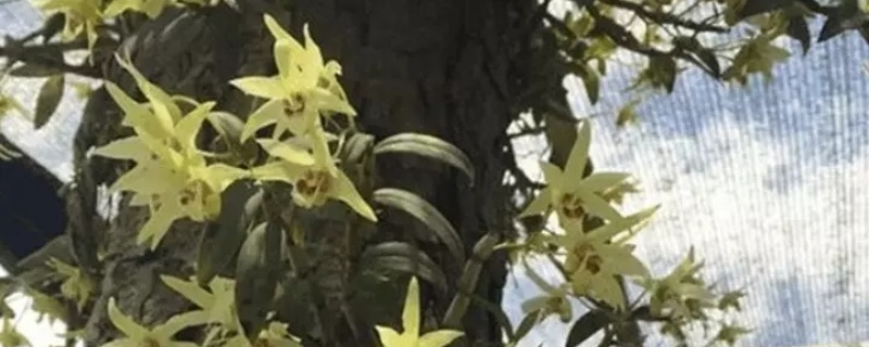 铁皮石斛开花后如何修剪 铁皮石斛开花后如何修剪