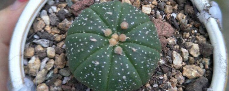 星兜用深盆还是浅盆 星兜用深盆还是浅盆