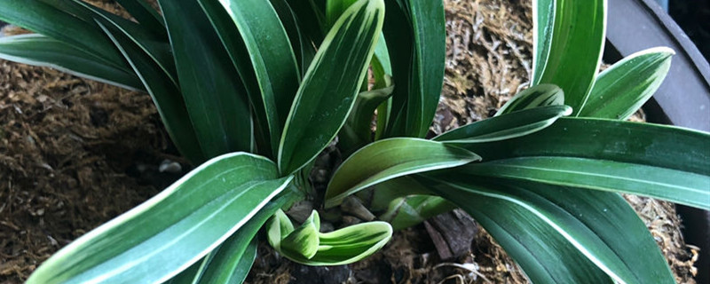 鹿角蕨属于蕨类植物吗 鹿角蕨属于蕨类植物吗