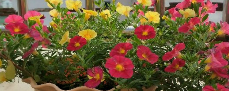 百万小铃的花期 百万小铃的花期