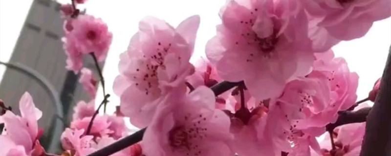 美人梅什么时候开花 美人梅什么时候开花