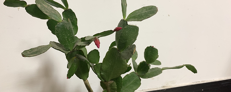 假昙花和蟹爪兰的区别 假昙花和蟹爪兰的区别