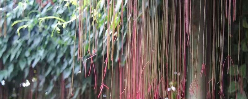 锦屏藤能在北方种植吗 锦屏藤能在北方种植吗