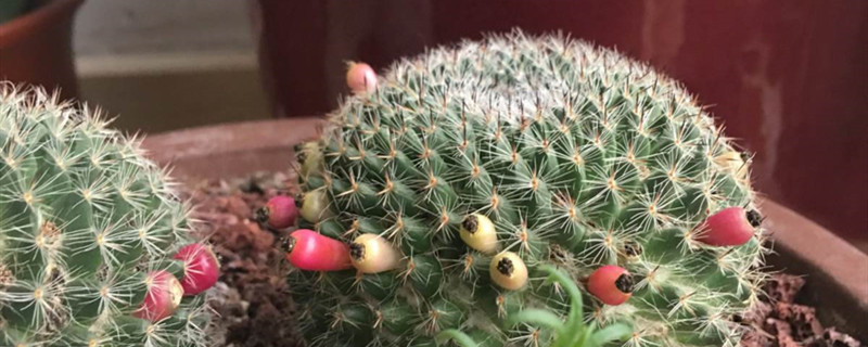 玉翁仙人球什么时候开花 玉翁仙人球什么时候开花