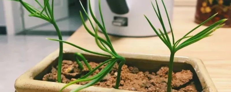 松树怎么繁殖,什么时候繁殖 松树怎么繁殖,什么时候繁殖