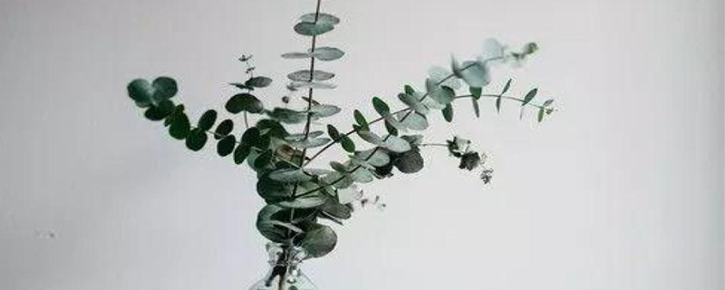 尤加利的花语和寓意 尤加利的花语和寓意