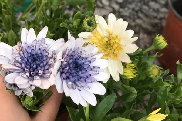 花盆旁边飞虫子,赶紧用药杀,永绝后患! 花盆旁边飞虫子,赶紧用药杀,永绝后患!
