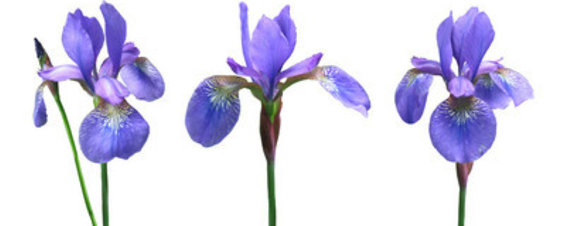 花菖蒲与鸢尾的区别 花菖蒲与鸢尾的区别