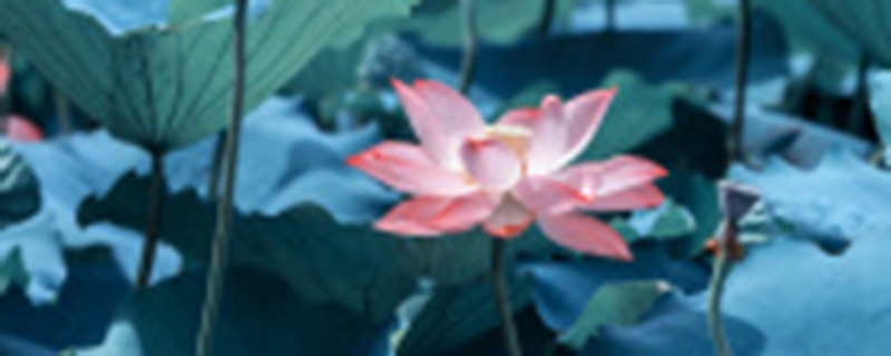 莲花的寓意和象征 莲花的寓意和象征