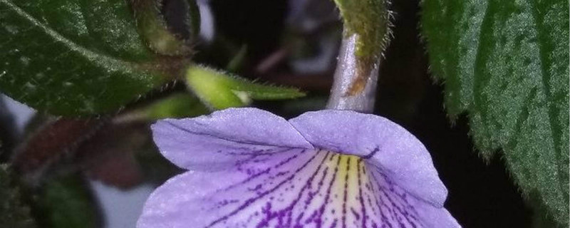 长筒花什么时候种 长筒花什么时候种
