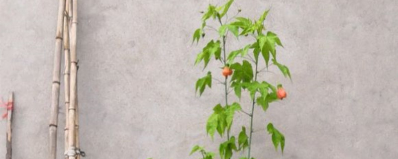 纹瓣悬铃花的修剪方法 纹瓣悬铃花的修剪方法